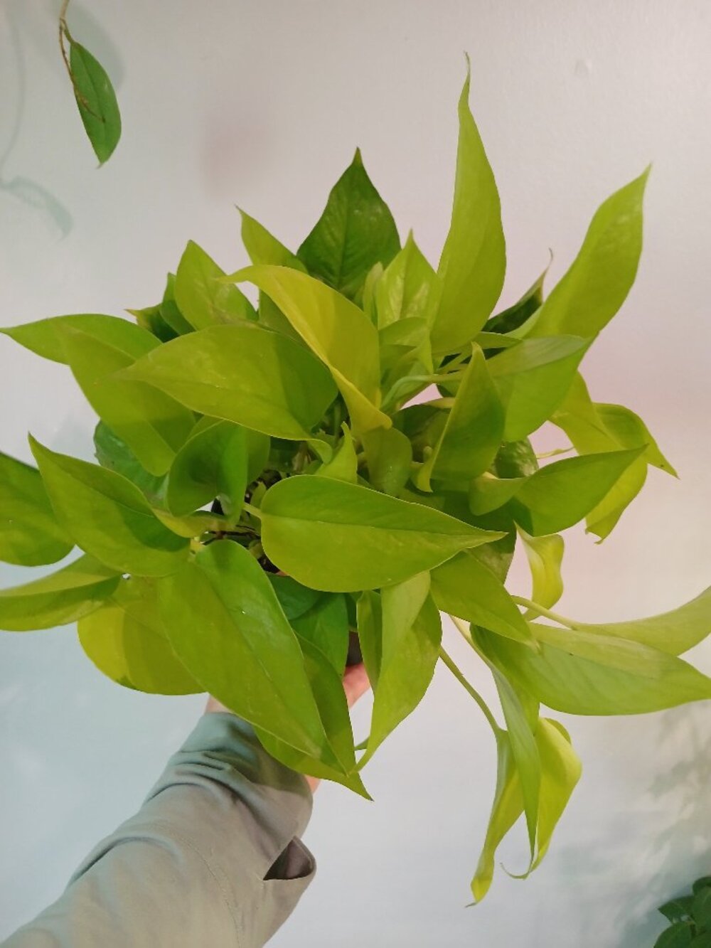 Neon Pothos
